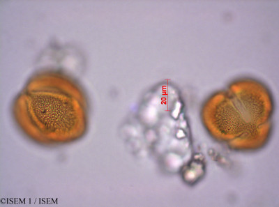 ISEM 1/Lophopappus_cuneatus_29058/Lophopappus_cuneatus_29058_0001(copy)_thumb.jpg